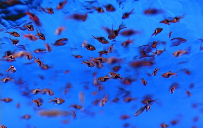Fish swimming: increased global temperatures help invasive species establish themselves in ecosystems, new research led by a Swansea University bioscientist has shown. 