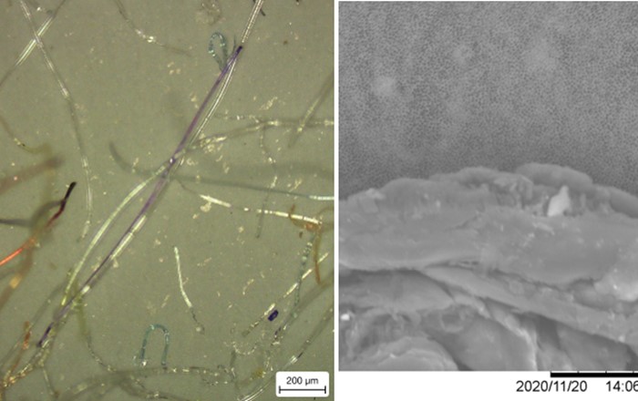 Microscope images of particles found in disposable face masks: (left) microfibres from a children's mask; (right) plastic fragments