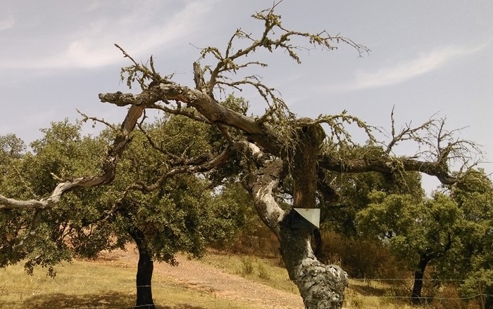 A diseased holm oak tree with many dead branches.