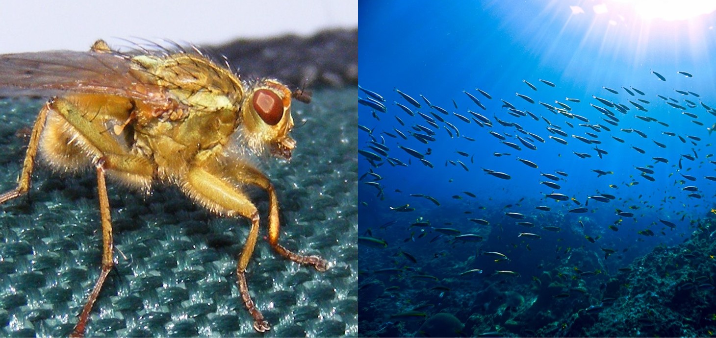 Robberfly (l) and fish shoal (r): Over 1 million species of insects have so far been identified, three-quarters of all invertebrate species on Earth. There are 31,269 species of fish: half of all vertebrate species.