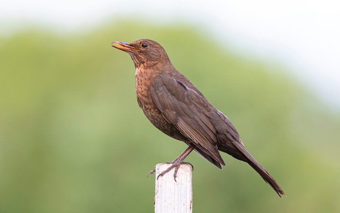 A common blackbird 