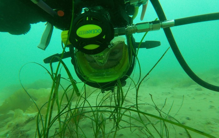 Swansea researchers carrying out seagrass survey off Dale, Pembrokeshire