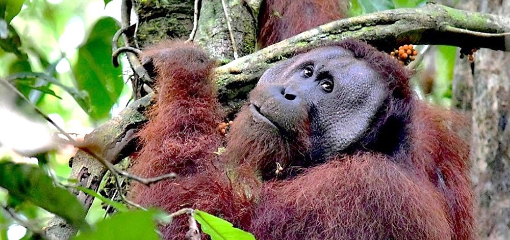 A fully grown, male Orangutan feasts on fruit in the safety of the Danum Valley Conservation Area in Borneo.