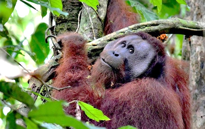 A fully grown, male Orangutan feasts on fruit in the safety of the Danum Valley Conservation Area in Borneo.