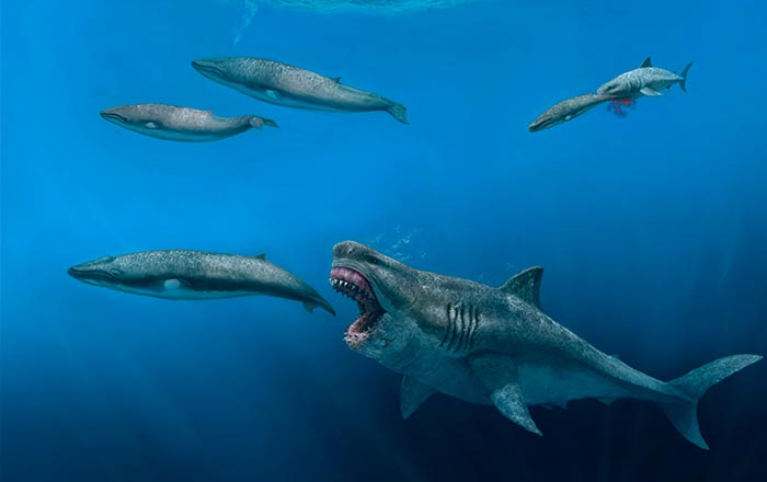 The reconstructed megadolon (Otodus megalodon) was 16 meters long and weighed over 61 tons. It was estimated that it could swim at around 1.4 meters per second. (Illustration J.J. Giraldo)