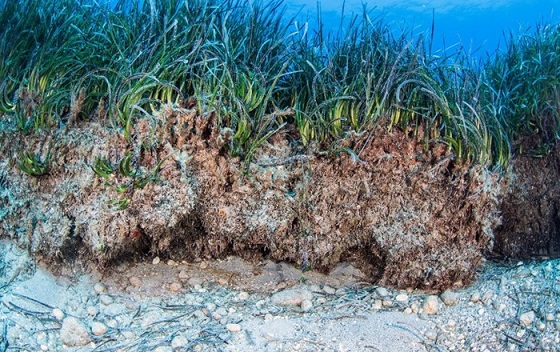 Underwater view of seagrass growing on a seabed.