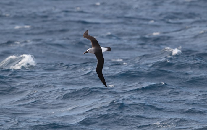 An Atlantic yellow-nosed albatross flying over the Southern Ocean