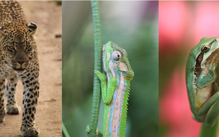A leopard, chameleon and tree frog