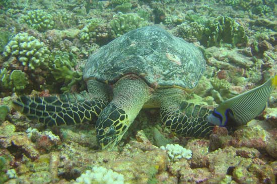 Hawksbill foraging on coral reef 