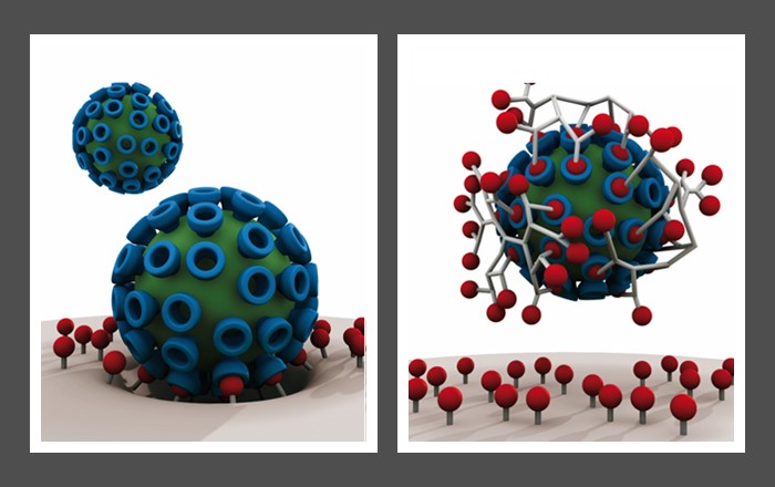 Left: Virus sticks to cell surface using multiple receptors. Right: Macromolecule mimics cell surface receptors, completely blocking virus.