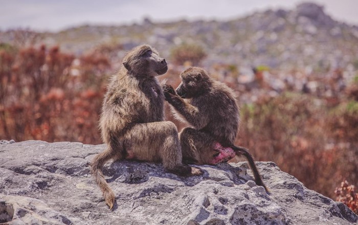 A female chacma baboon grooms a male on the Cape Peninsula, South Africa © Charl Steenkamp.