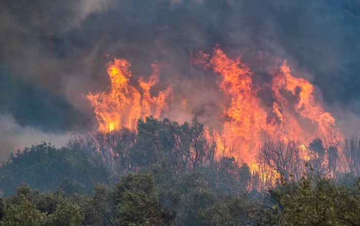 Wildfire burning through trees