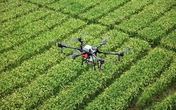 A drone flies over a crop field; 