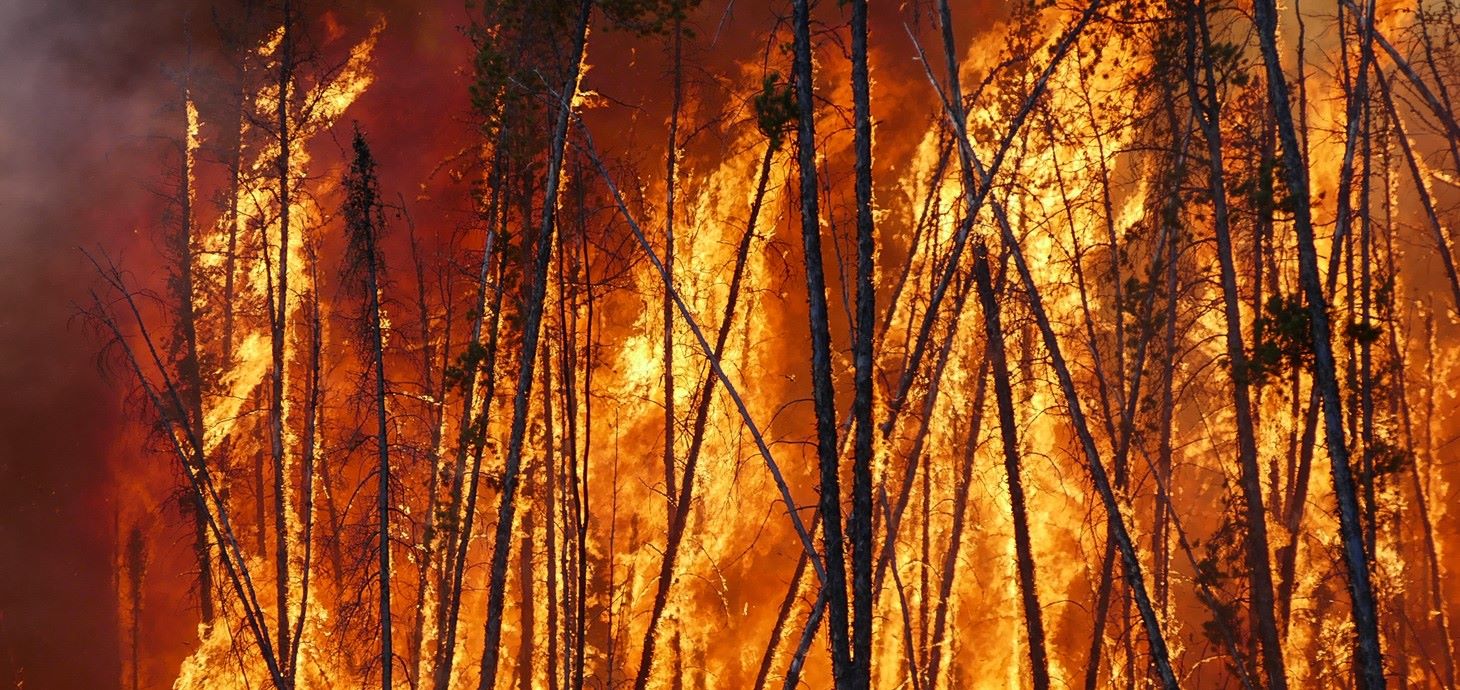 Trees burning in a wildfire