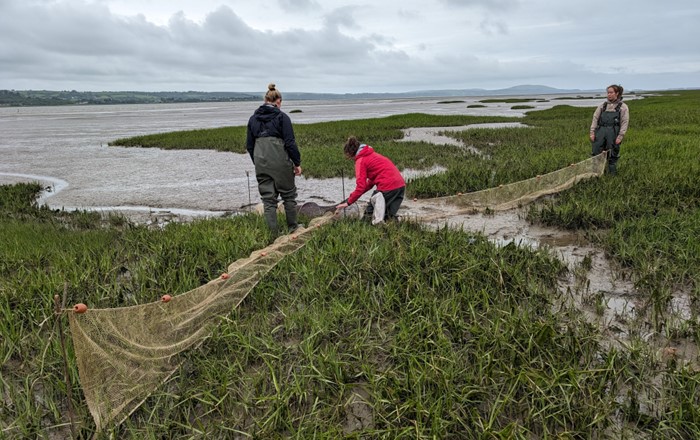 Swansea University PhD students fyke-netting in Llanelli wetlands, South Wales. Credit: Nupur Kale.