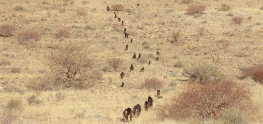 A baboon progression