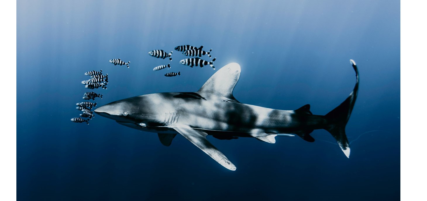 Oceanic whitetip shark swimming with a school of pilot fish in the deep blue ocean waters: Daniel Torobekov (Pexels)