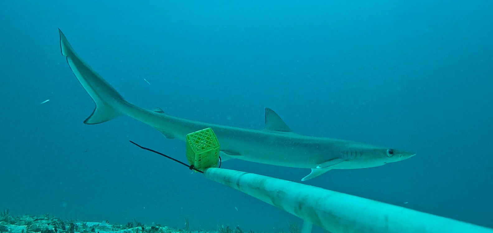 A photo of the sliteye shark circling the bait box. Credit: Charlotte Oulton