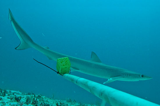 A photo of the sliteye shark circling the bait box. Credit: Charlotte Oulton