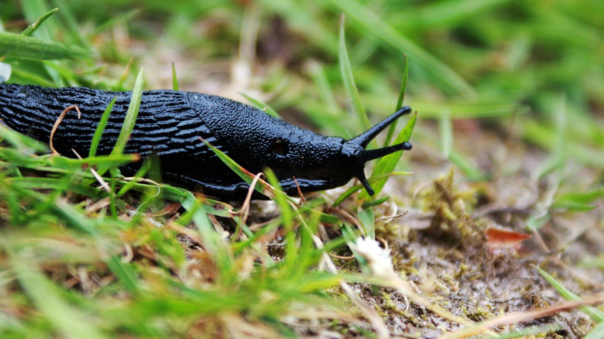 A black slug on Grass. Credit: Leon Woods on Pexels.