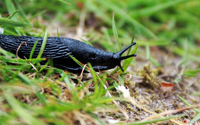 A black slug on Grass. Credit: Leon Woods on Pexels.