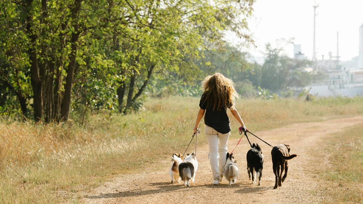 A woman walking five dogs. Credit: Blue Bird | Pexels.