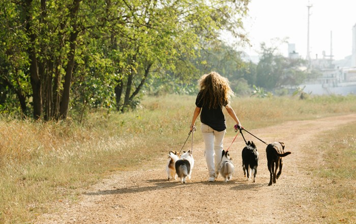 A woman walking five dogs.