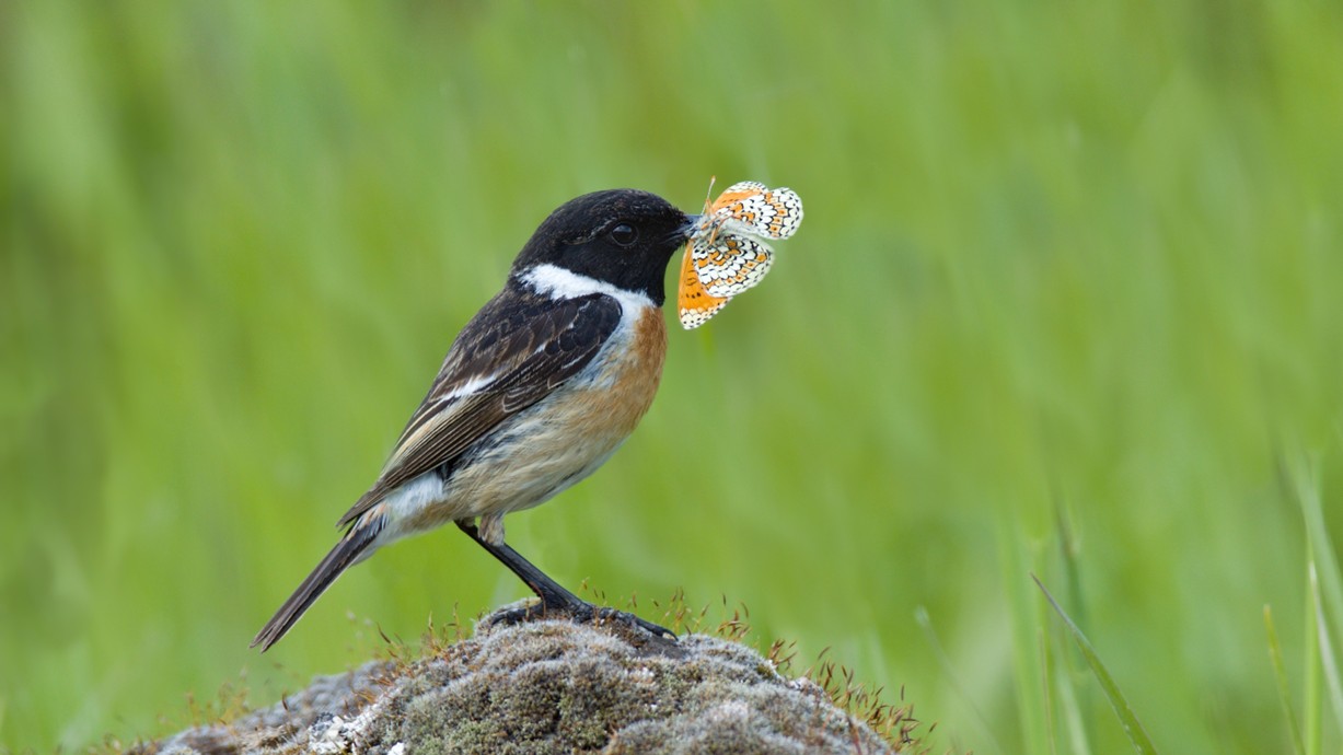 A Stonechat (Saxicola rubicola) with a bright butterfly in its mouth. Credit: Stansislav Harvancik.