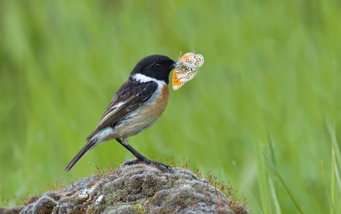 A Stonechat (Saxicola rubicola) with a bright butterfly in its mouth. Credit: Stansislav Harvancik.