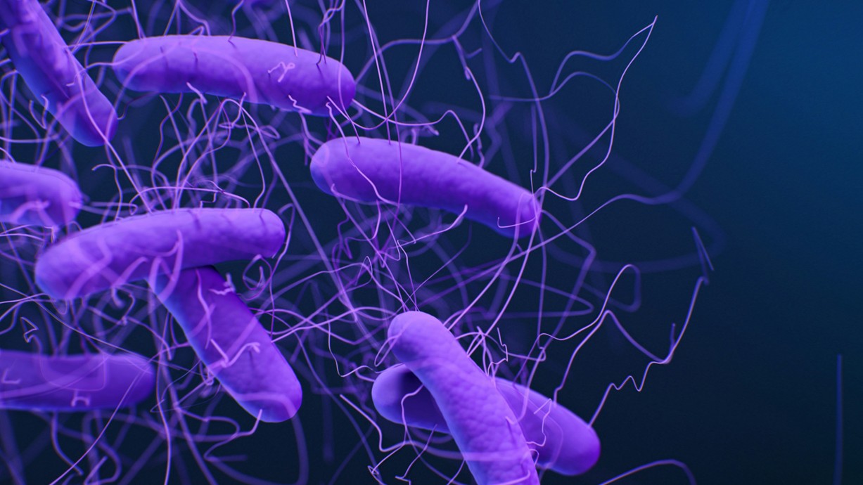 Medical illustration of Clostridioides difficile bacteria, formerly known as Clostridium difficile. Medical Illustrator: Jennifer Oosthuizen. Credit: CDC on Unsplash.