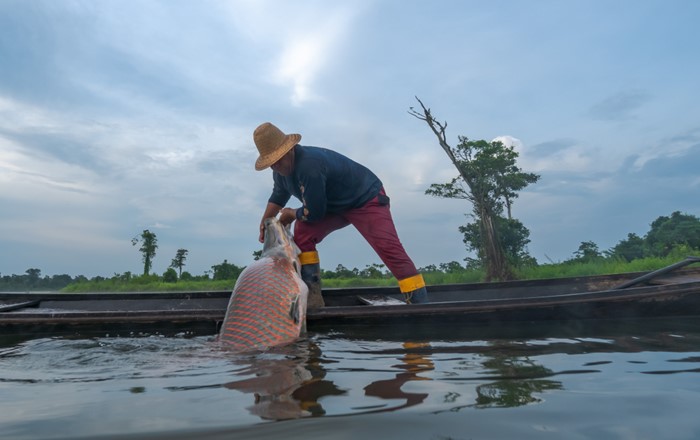 Man standing by riverside lifting a large fish out of the water.