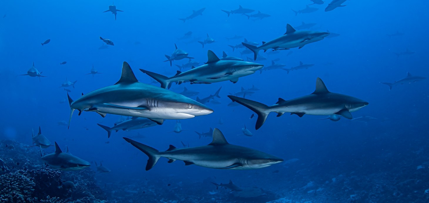 A shiver of sharks underwater