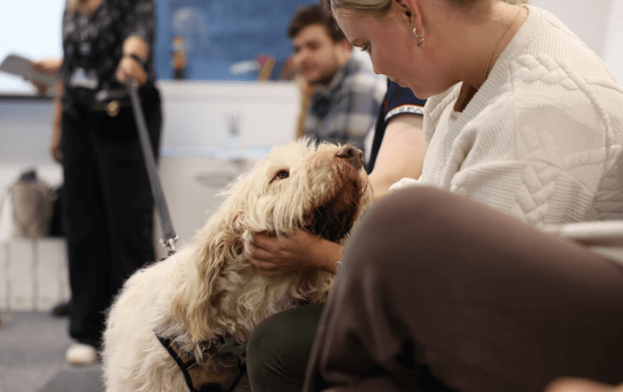A Swansea University student interacting with school dog Carlo. Credit: NSDA.