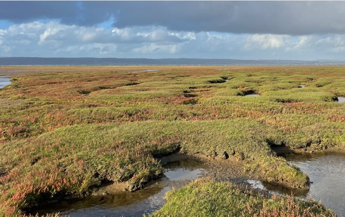 Saltmarshes near Weobley Castle, Gower Credit: Sasha Shute