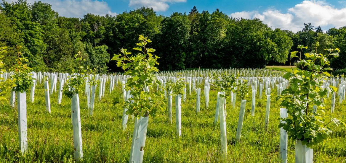Field of tree saplings with woodland in background