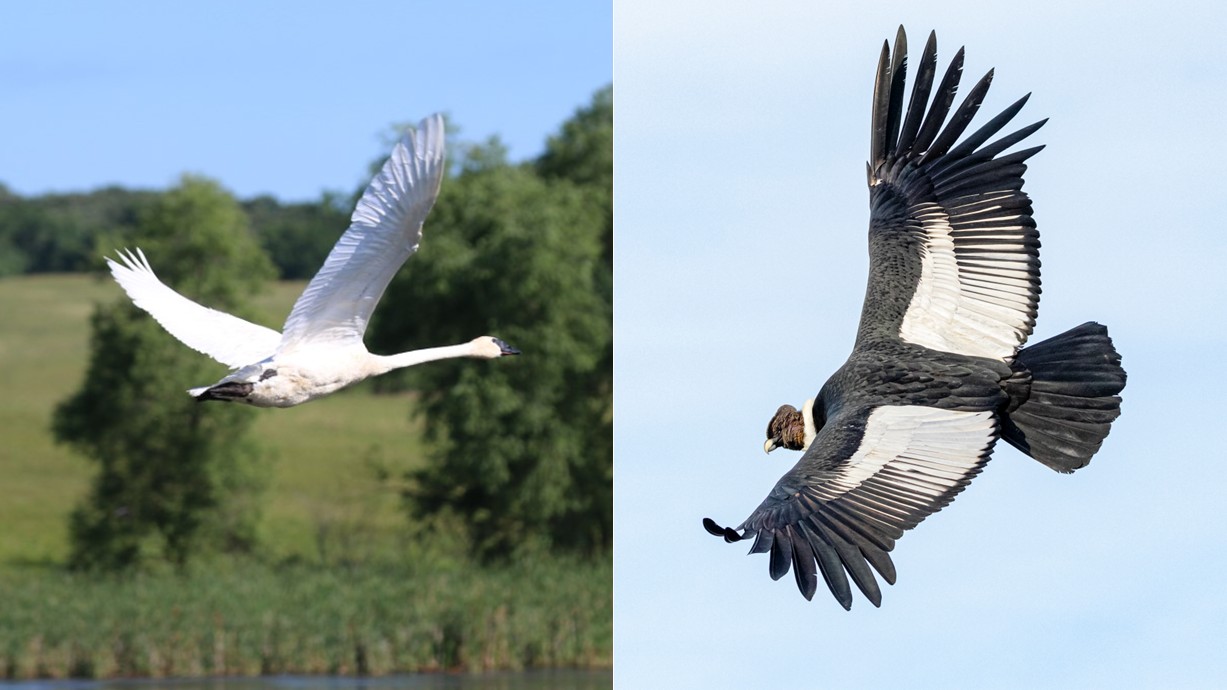 The trumpeter swan (left) and the Andean condor (right). Credit: Brett Blocker (Left) / Alvaro Moya Riffo (Right).