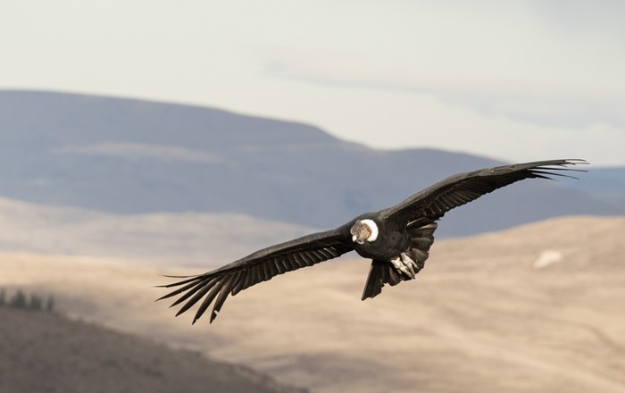 The trumpeter swan (left) and the Andean condor (right). Credit: Brett Blocker (Left) / Alvaro Moya Riffo (Right).