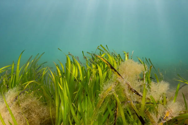 Seagrass - Credit: Lewis M Jefferies