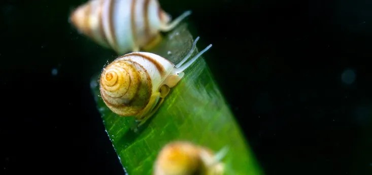 Snails on leaf