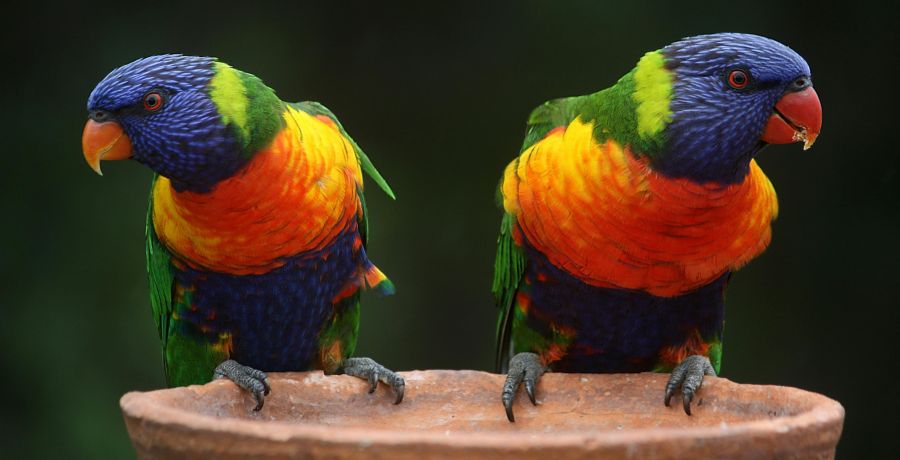 Bird image
