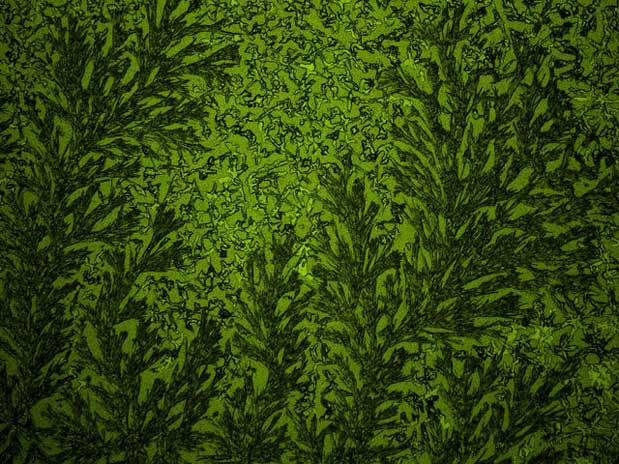Microscopic image of a green crystal which looks like leaves