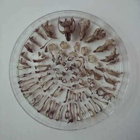 Small bones arranged in circles