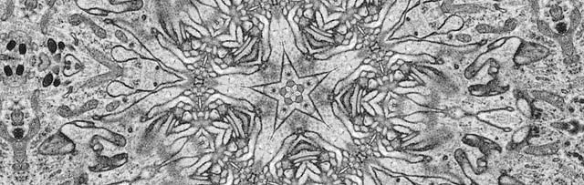 Microscopic image of mosquito cells which looks like a snowflake