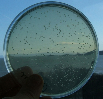 Yeast on a Petridish looking out to mumbles