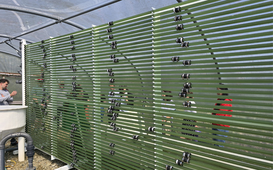 Green tubes filled with Algae