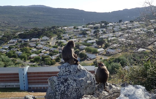 Baboons in South Africa