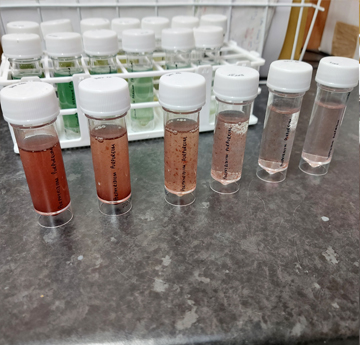 Algae in test tubes