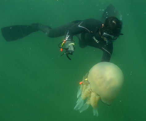 Diver tagging a jellyfish in the ocean