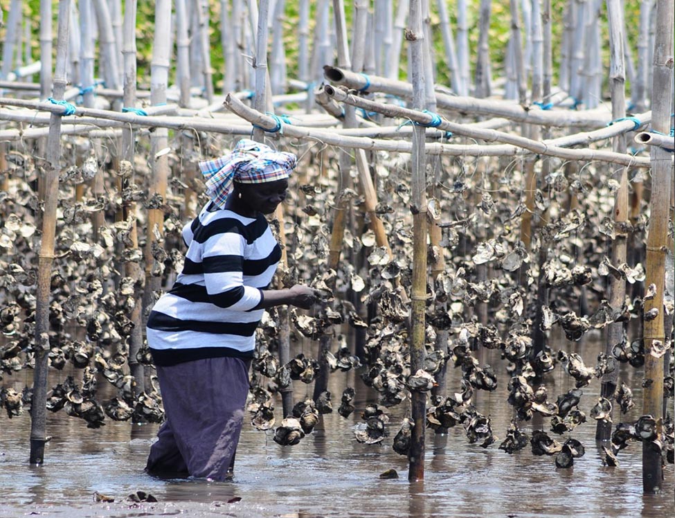 Woman in the Gambia working with mangroves