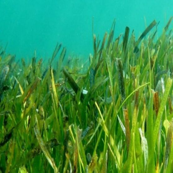 close up of seagrass under water 